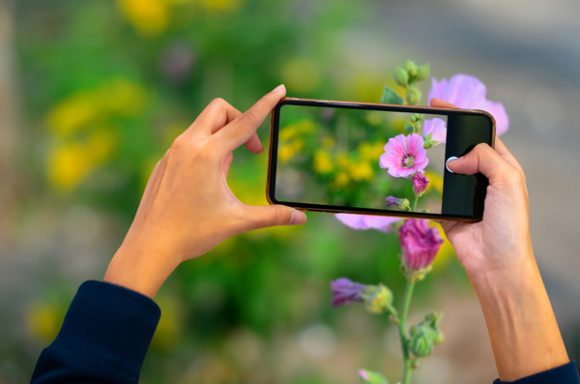 Taking a photo of a flower outside
